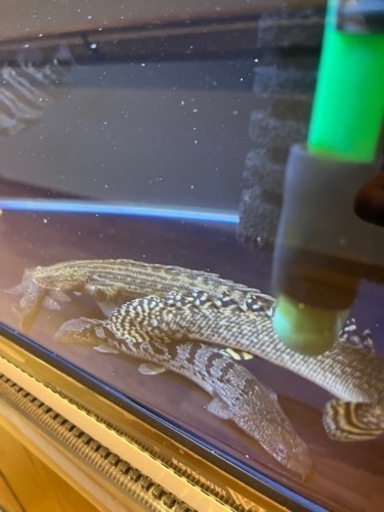 値下げ12/1 ポリプテルス オルナティピンニス