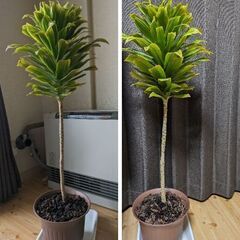 観葉植物//ドラセナコンパクタ