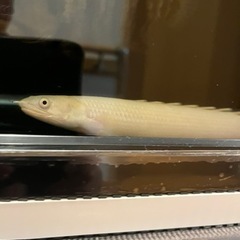 再度値下げ 12/1 ポリプテルス プラチナセネガルスの画像