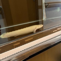 再度値下げ 12/1 ポリプテルス プラチナセネガルスの画像