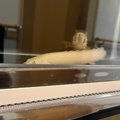 再度値下げ 12/1 ポリプテルス プラチナセネガルスの画像