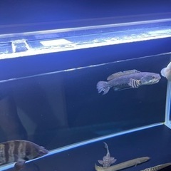 スネークヘッド チャンナプルクラの画像