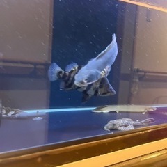 スネークヘッド チャンナプルクラの画像