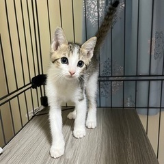 かわいぃ子猫2ヶ月💓メス