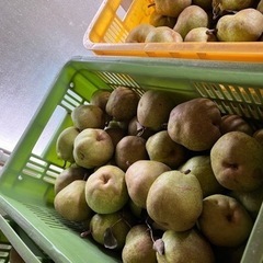 家庭用 ラフランス 約5キロの画像