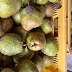 家庭用 ラフランス 約5キロの画像