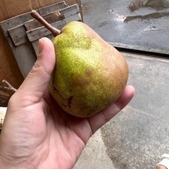 家庭用 ラフランス 約5キロの画像