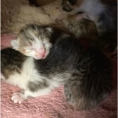 保護猫活動を個人でしているので不用品等助けて頂ける方募集！