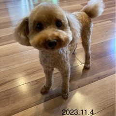小型犬、中型犬　新規会員募集中！初回は10%OFFでお試し下さい...