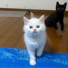 生後2ヶ月の男の子 アクアくん(トライアル決定しました)