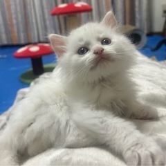 生後2ヶ月の男の子 アクアくん(トライアル決定しました) - 石巻市