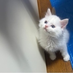生後2ヶ月の男の子 アクアくん(トライアル決定しました) − 宮城県