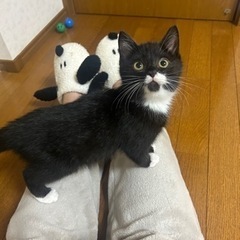 生後2ヶ月のエプロンと靴下をつけた男の子 たびくん