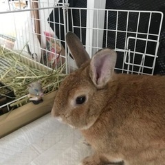 うさぎ(2歳4か月　オス)里親募集