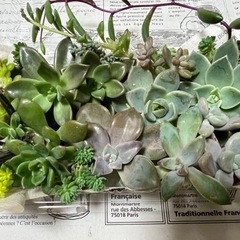 多肉植物 セダム カット苗