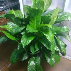 ✰ありがとうございますm(__)m決まりました❗観葉植物スパティ...