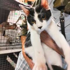 生後5ヶ月位　白黒猫の男の子