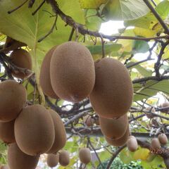 紀州ゴールドキゥイ１個の画像