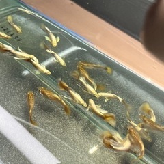 ！！特価！！フルゴールドグッピー