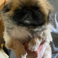 交渉中　ペキニーズの男の子　チェキくん