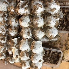 イエコ　10匹¥100 100匹¥700　爬虫類 餌