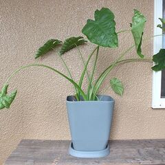 ★格安◎★　【観葉植物】　クワズイモ ①　全長80センチほどの画像