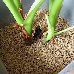 ★格安◎★　【観葉植物】　クワズイモ ①　全長80センチほどの画像