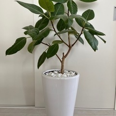 観葉植物13   ゴムの木の画像