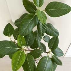 観葉植物13   ゴムの木の画像
