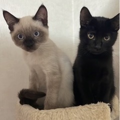 子猫3兄弟
