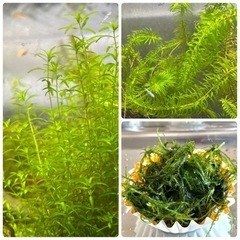 水草3点セットおまけ付き