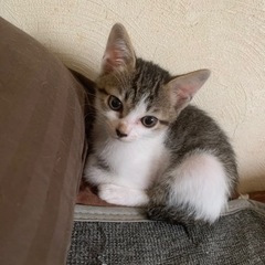 生後2ヶ月子猫