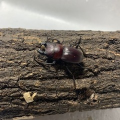 ノズノコギリクワガタ成虫ペア