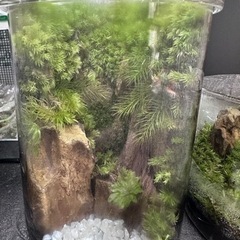 ボトル苔テラリウム