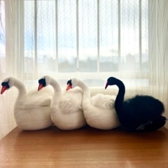 【取りに来てくれる方】【美品】【HANSA】白鳥 3羽 + 黒鳥...