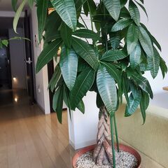 大型観葉植物　パキラ　高さ約160cm