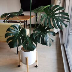 大型観葉植物　モンステラ　早めに来て下さる方優先