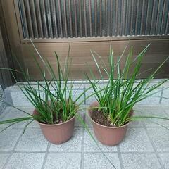 (お取引決まりました。)たますだれ、お譲りします。