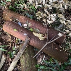 丸太あげます（追加）