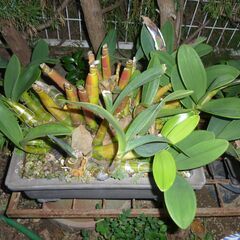 ＊大名セッコク！大株の鉢植えです、楽しみませんか？春には綺麗な花...