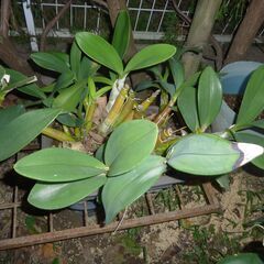 ＊大名セッコク！大株の鉢植えです、楽しみませんか？春には綺麗な花が開花致します。の画像