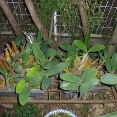＊大名セッコク！大株の鉢植えです、楽しみませんか？春には綺麗な花が開花致します。の画像