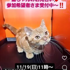 11/19(日)譲渡会。7月生極短足マンチカン♂(⋈◍＞◡＜◍)。✧♡