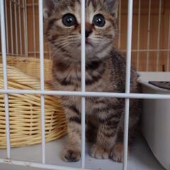 麦わら猫ちゃん　一旦募集終了