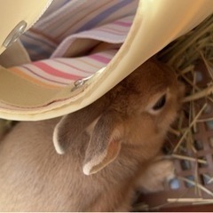 うさぎ(ネザーランドドワーフ) - その他