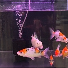 錦鯉／1匹500円〜