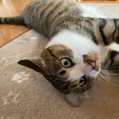 ちょいデブ猫ピチピチです