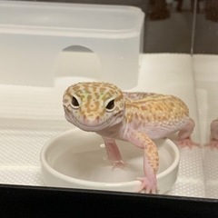 レオパードゲッコー仲間募集☆