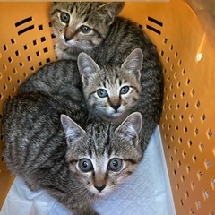 2ヶ月過ぎの子猫ちゃん