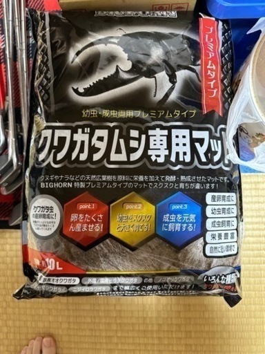 パラワン、スマトラ　オオヒラタクワガタ